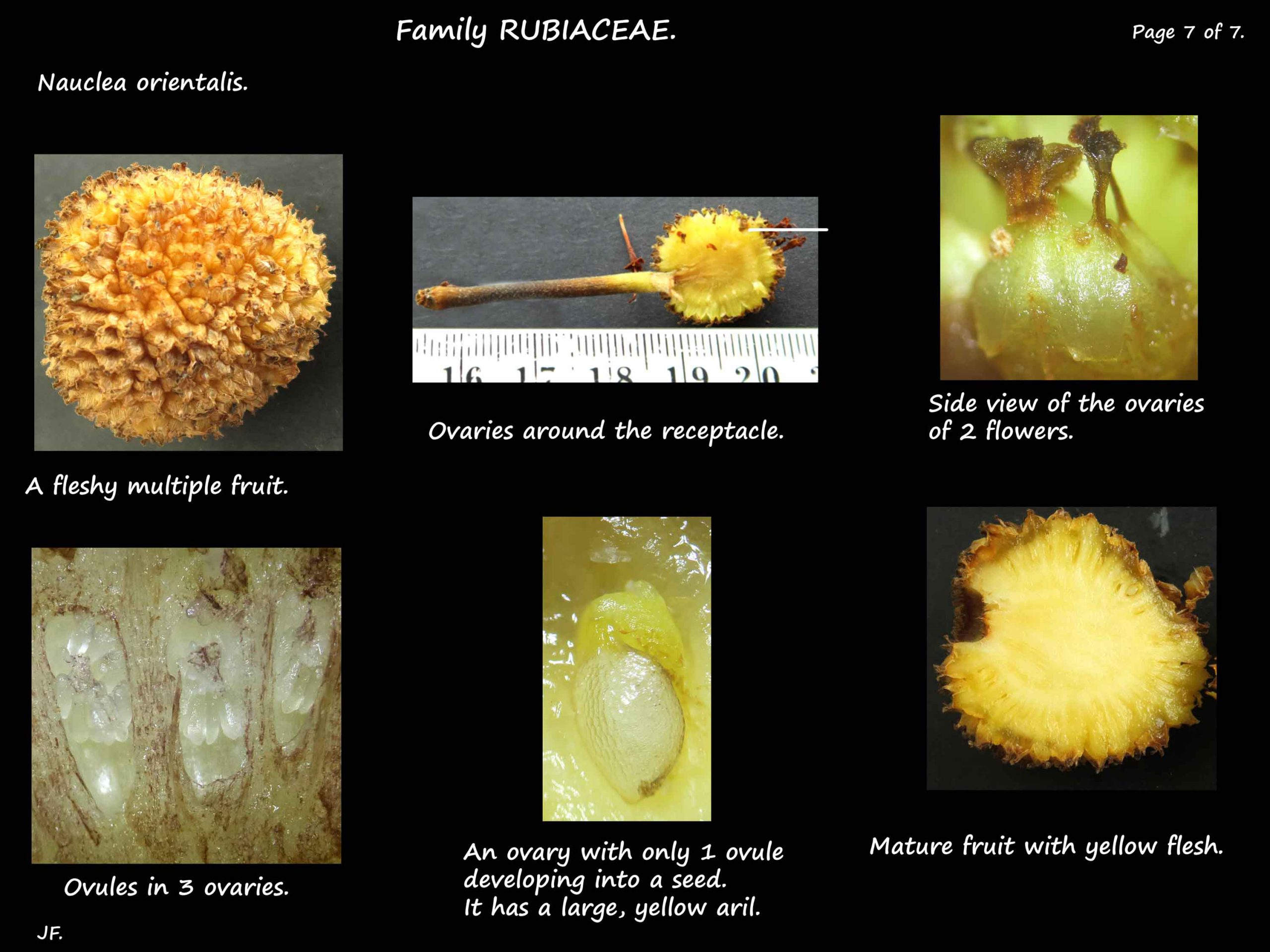 7 Multiple fruits of Nauclea orientalis